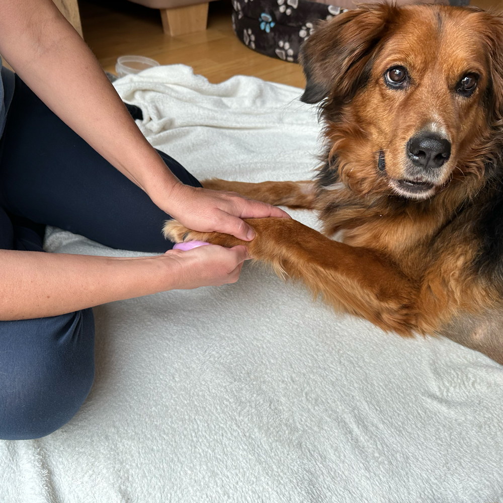 Woman and dog make paw prints